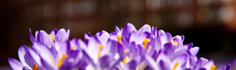 Close up of Crocus flowers in spring